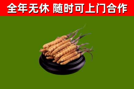 永定区回收冬虫夏草