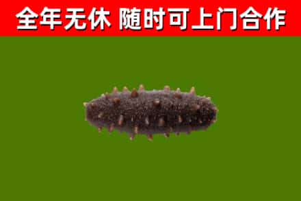 永定区回收海参干